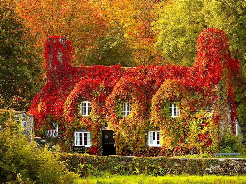 Cottage Covered in Ivy — Red