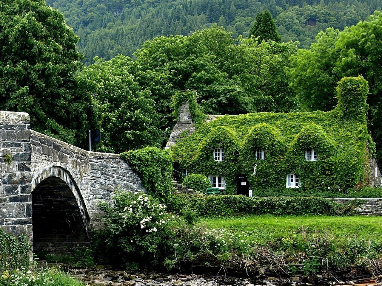 cottage covered in ivy