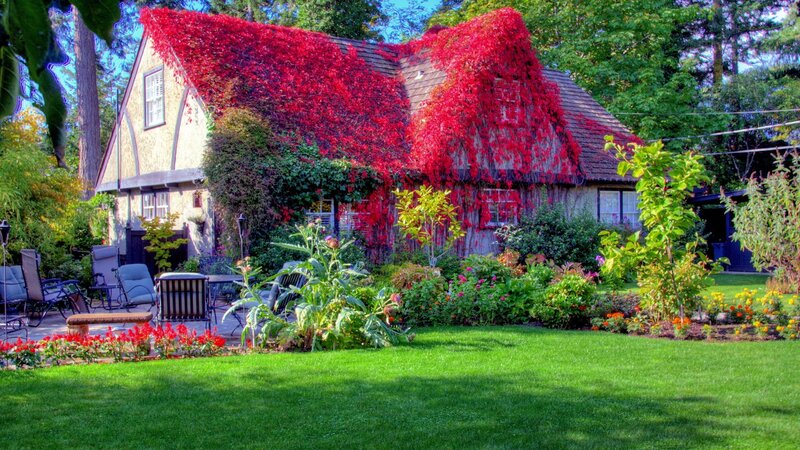 Cottage Covered in Red Ivy