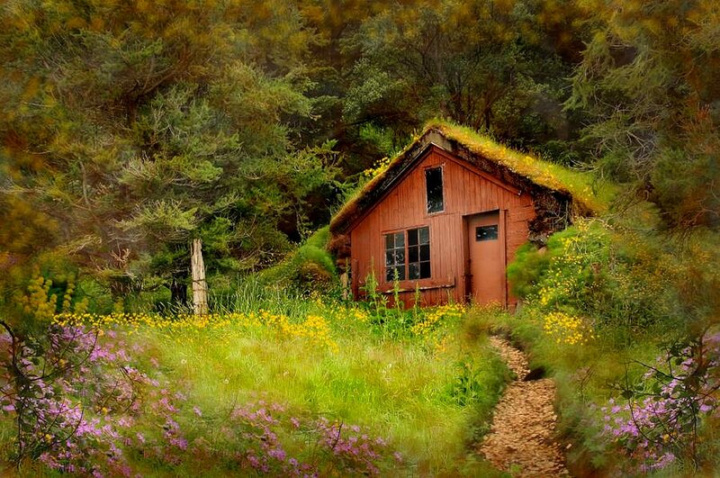 Cottage in a forest clearing