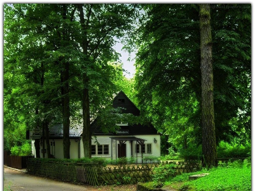 Cottage in a lush forest