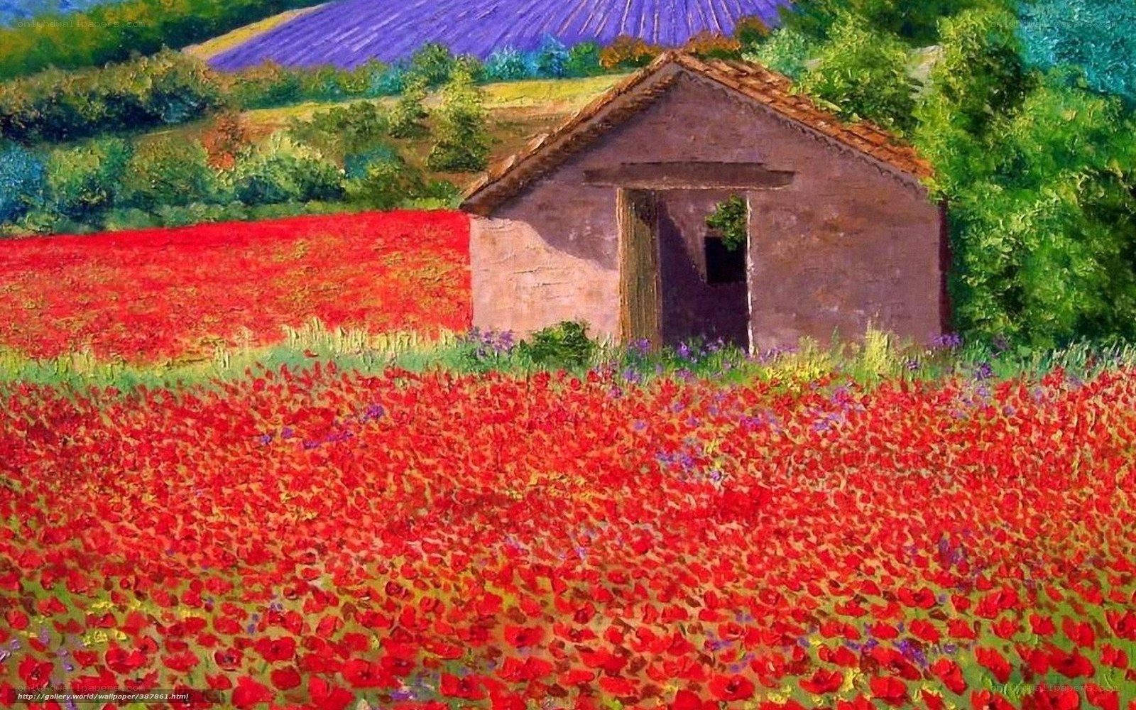 Cottage in a poppy field