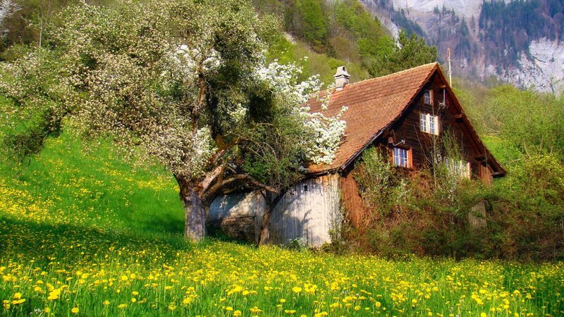 Cottage in Flower Field — Green, Serene, Spring