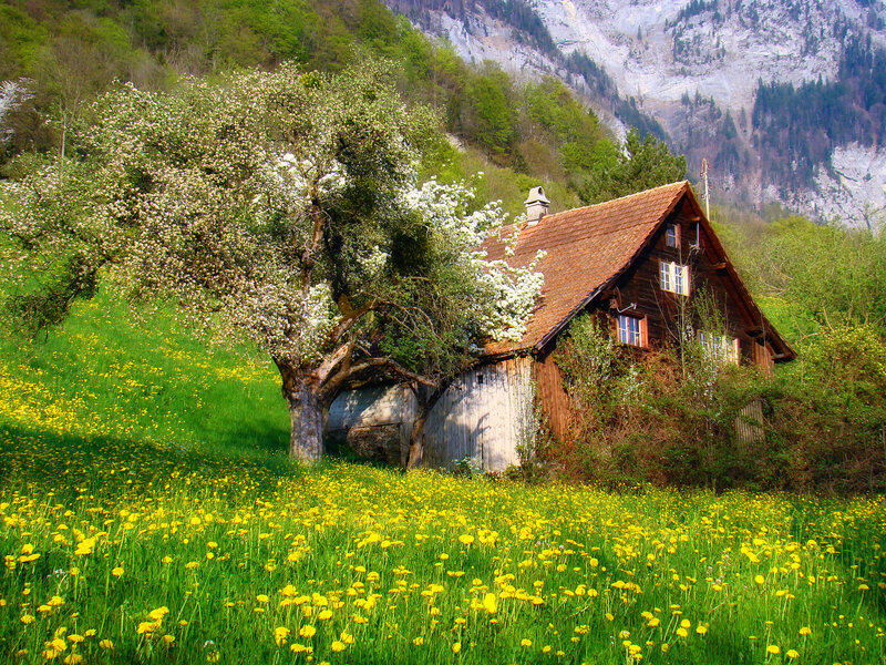 Cottage in Flower Field — Green, Serene