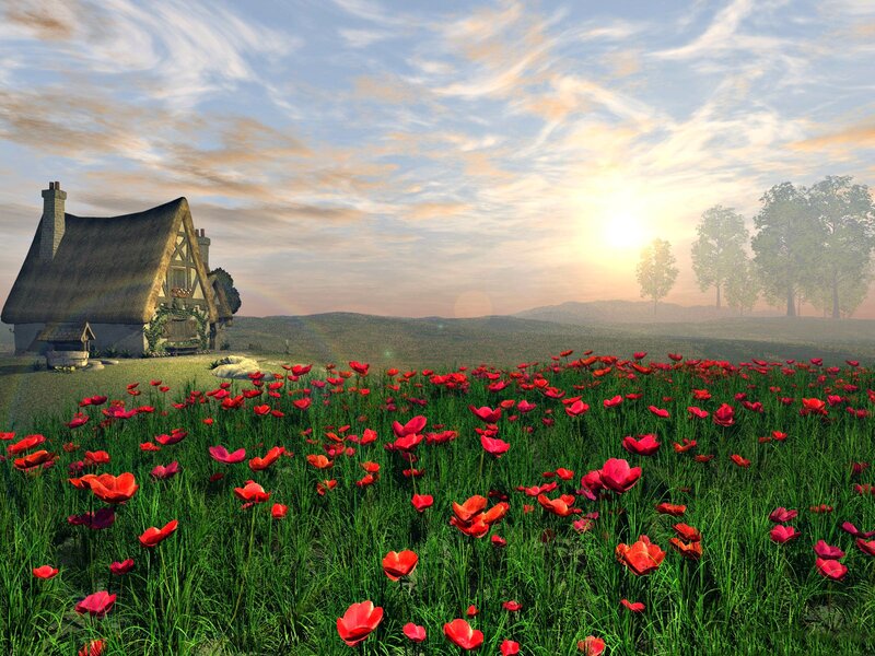 Cottage in Poppy Field
