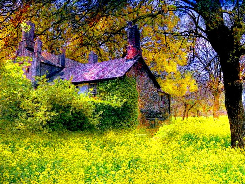 Cottage in Yellow Field — Serene