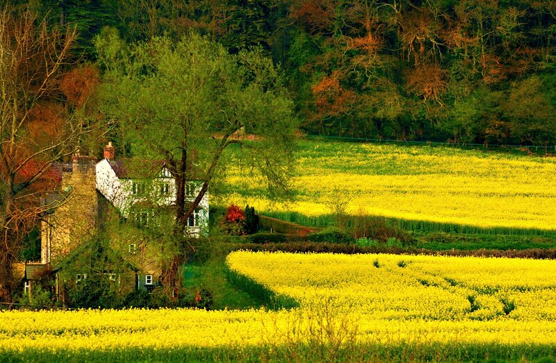 Cottage in Yellow Fields
