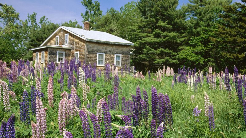 Cottage surrounded by lupine flowers