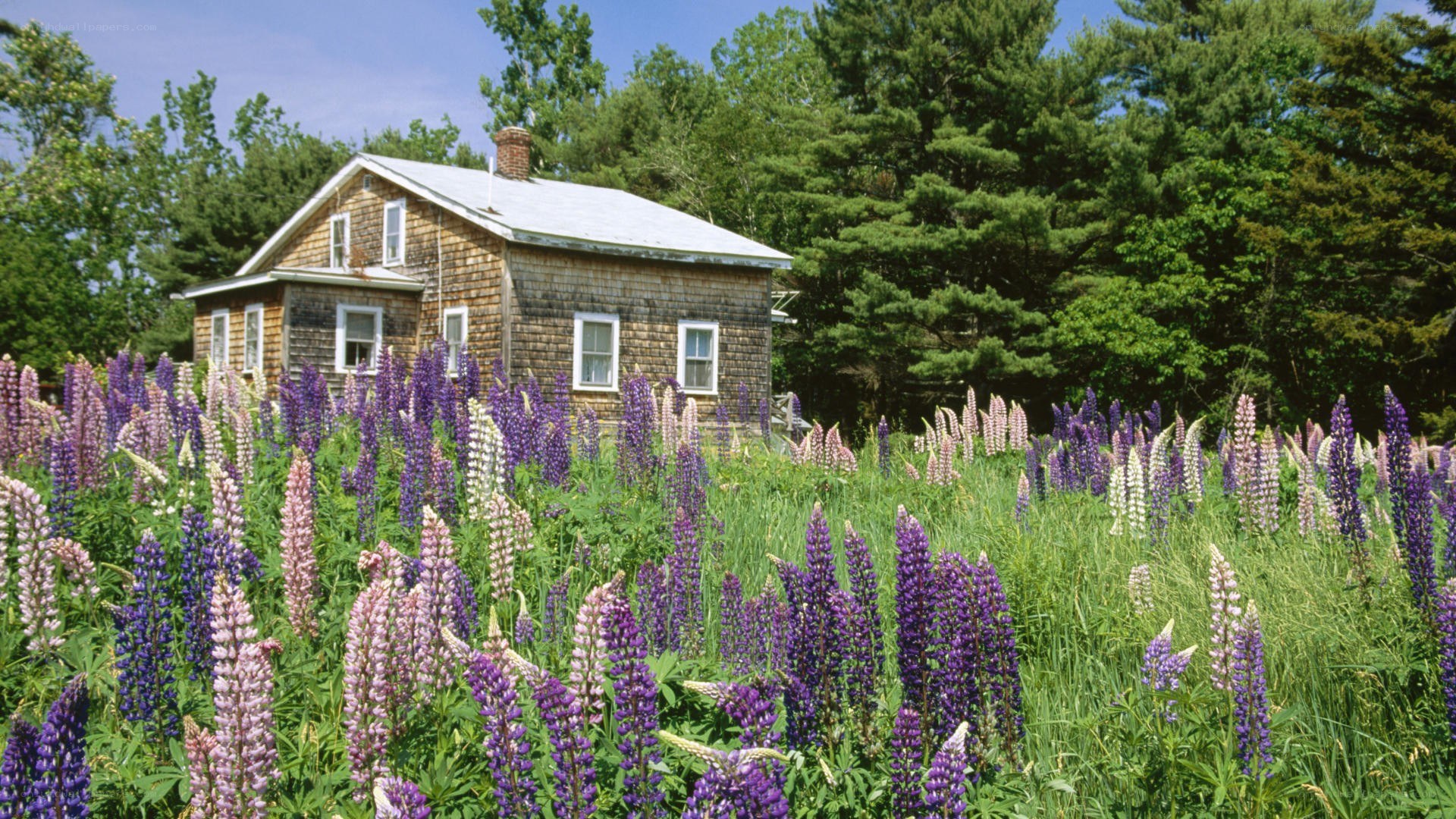 Cottage surrounded by lupine flowers