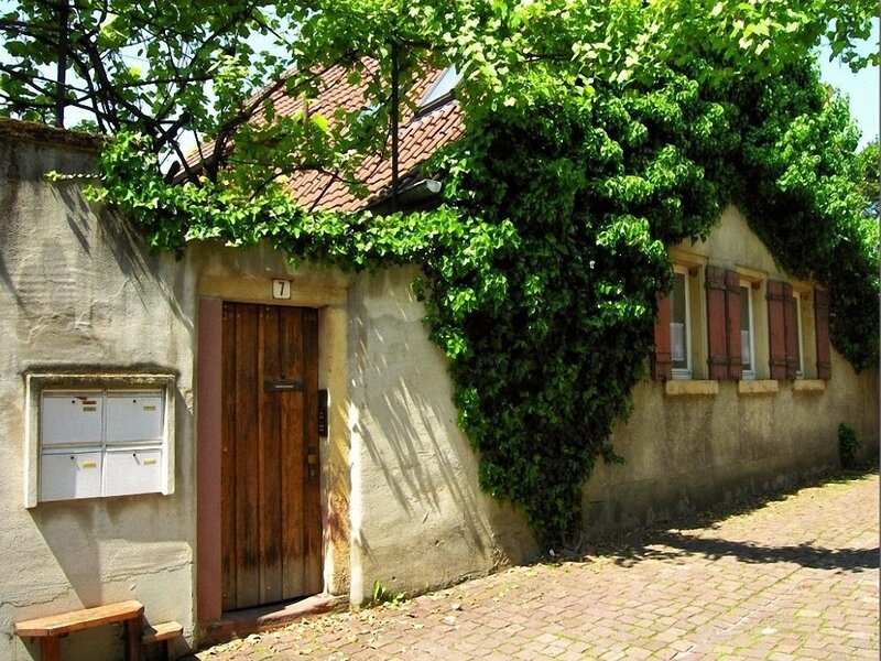 cottage with ivy-covered walls