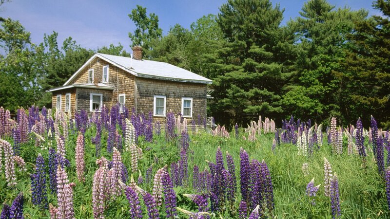 Cottage with lupine flowers