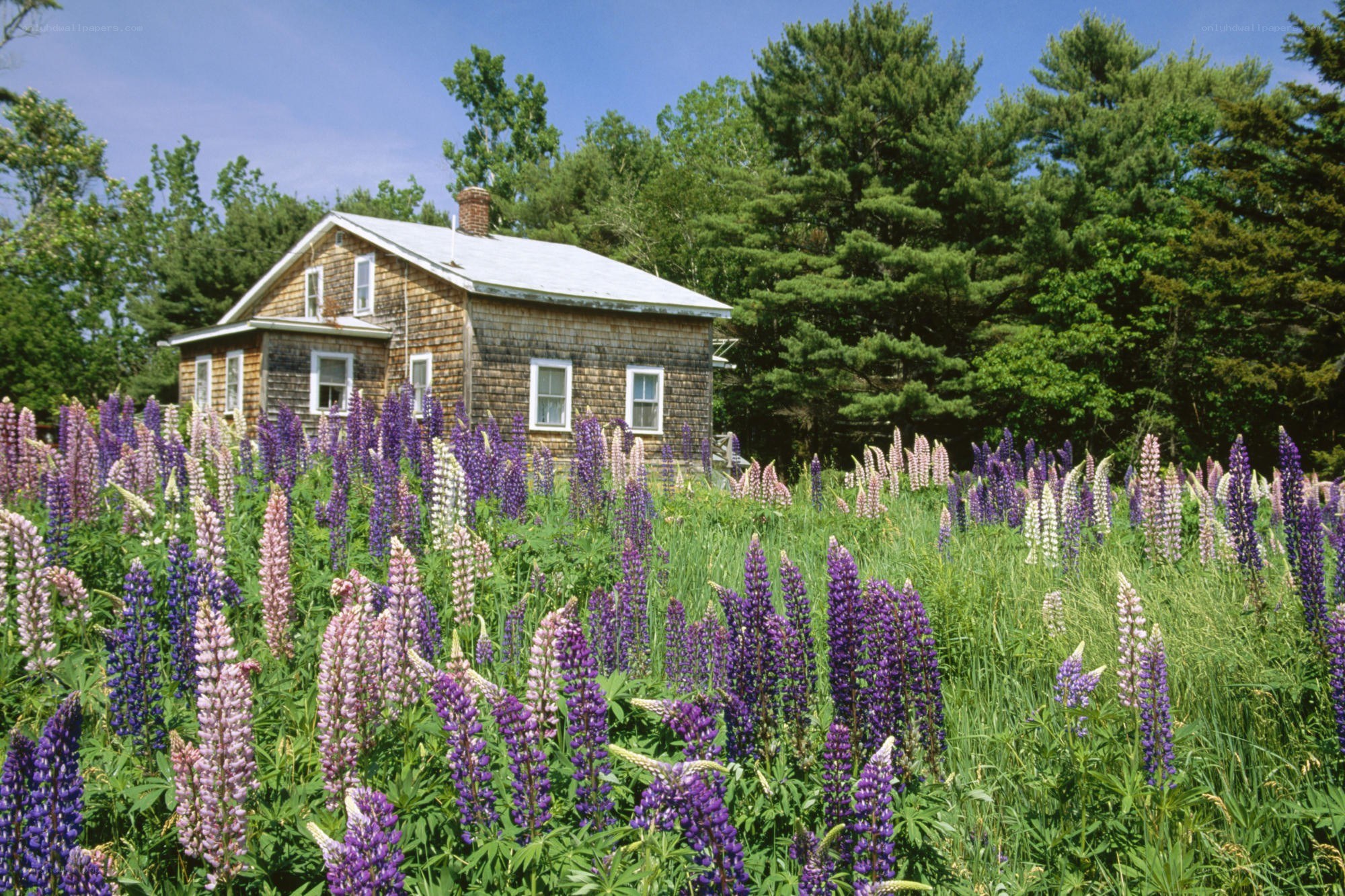 Cottage with lupine flowers