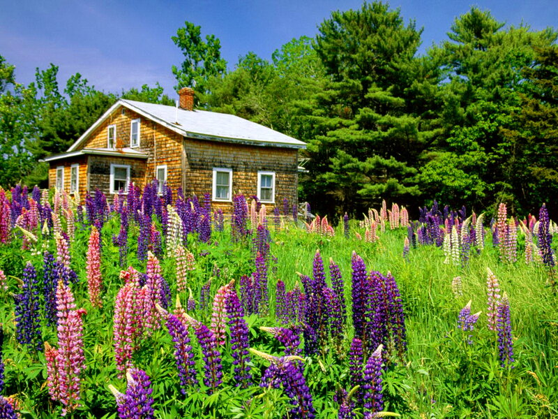 Cottage with Lupine Flowers — Purple