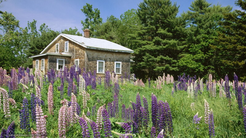 Cottage with lupine flowers