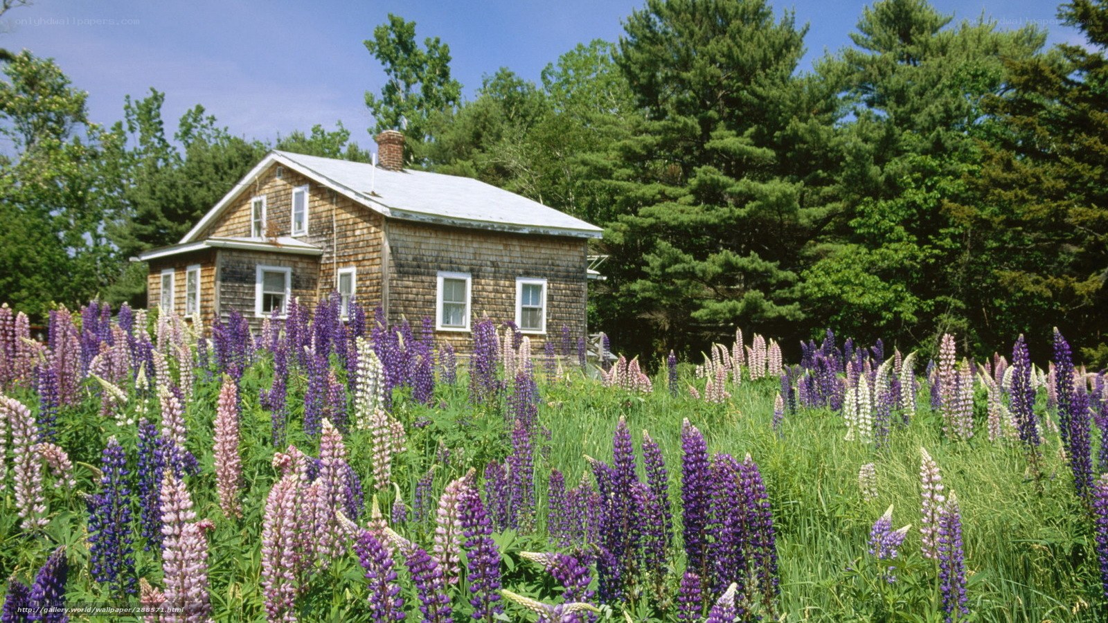Cottage with lupine flowers