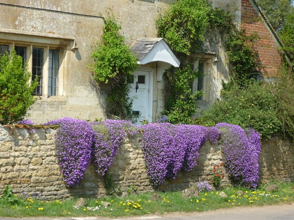 cottage with purple flowers