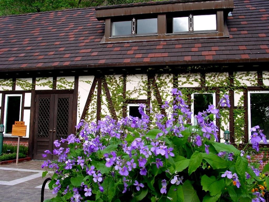cottage with purple flowers