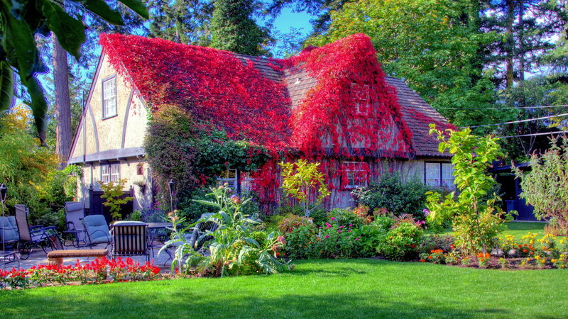 Cottage with Red Ivy — Green, Serene, Summer