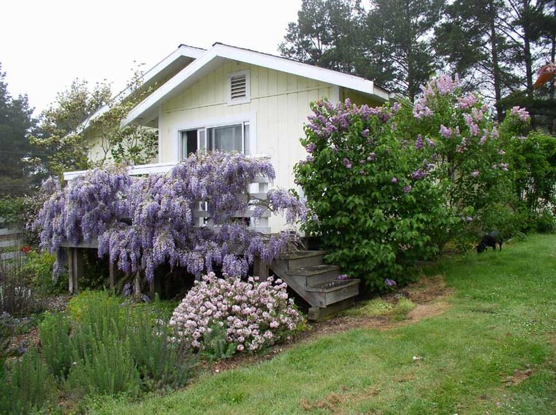 Cottage with Wisteria — Green