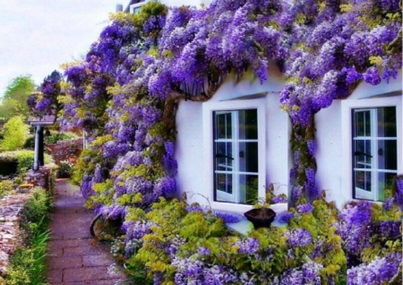 Cottage with Wisteria — Purple