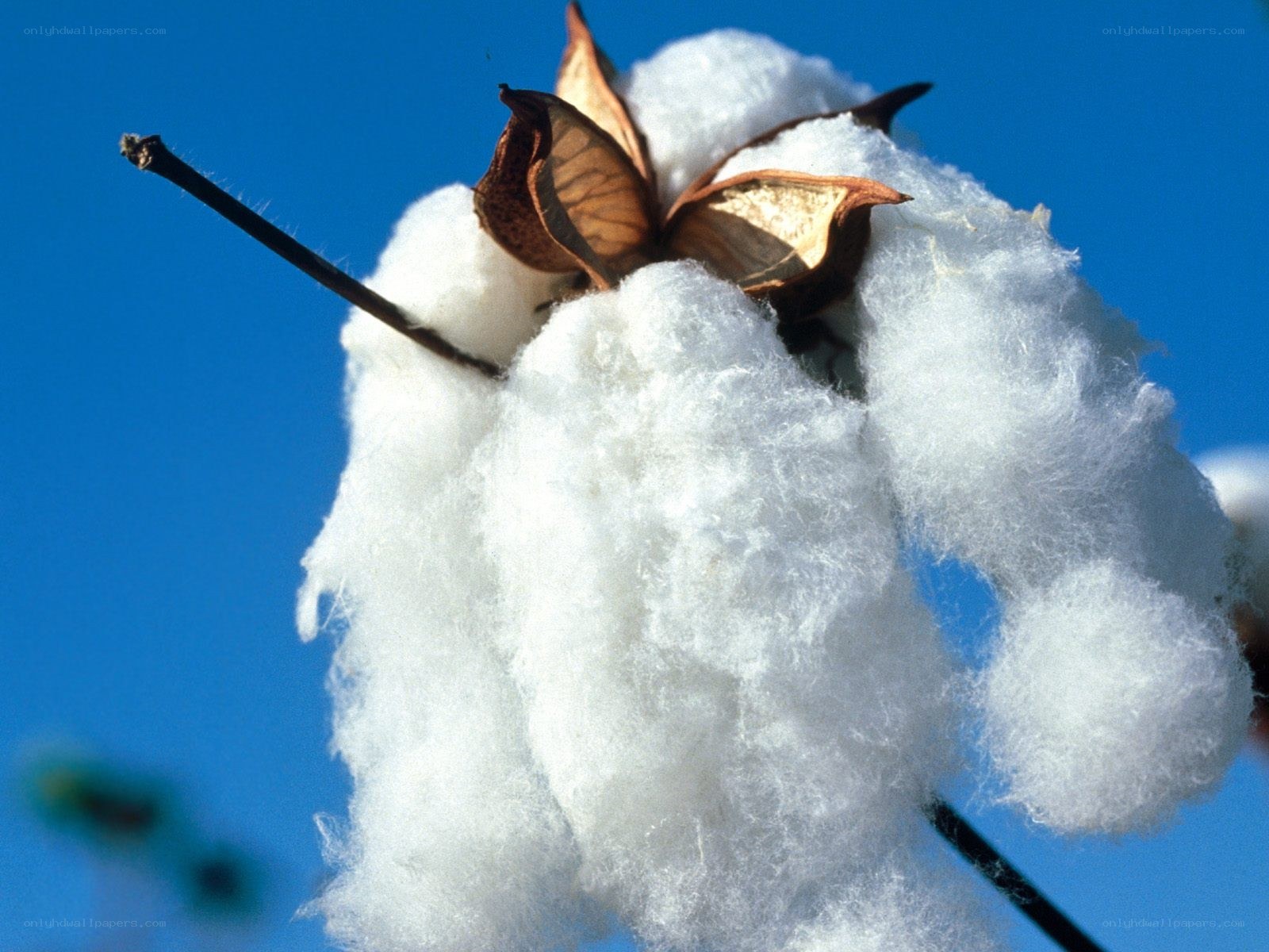 cotton boll against blue sky