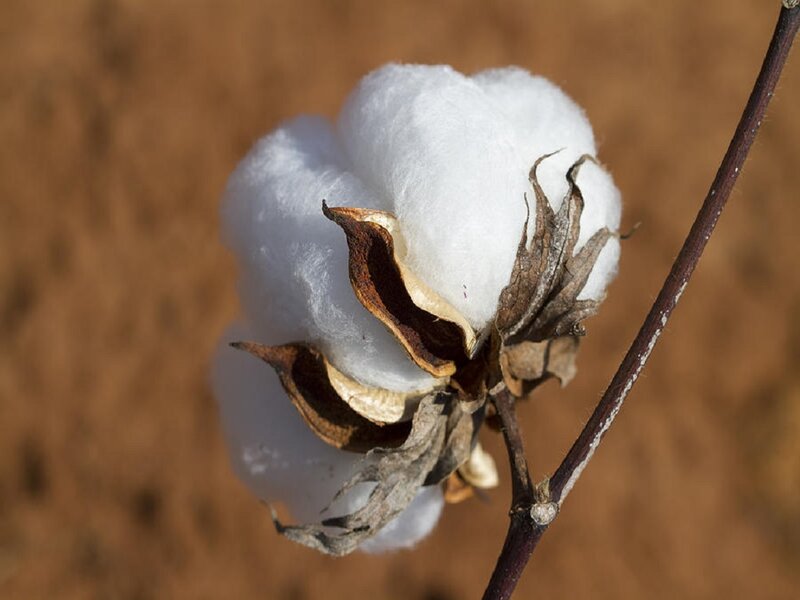Cotton Boll on Branch