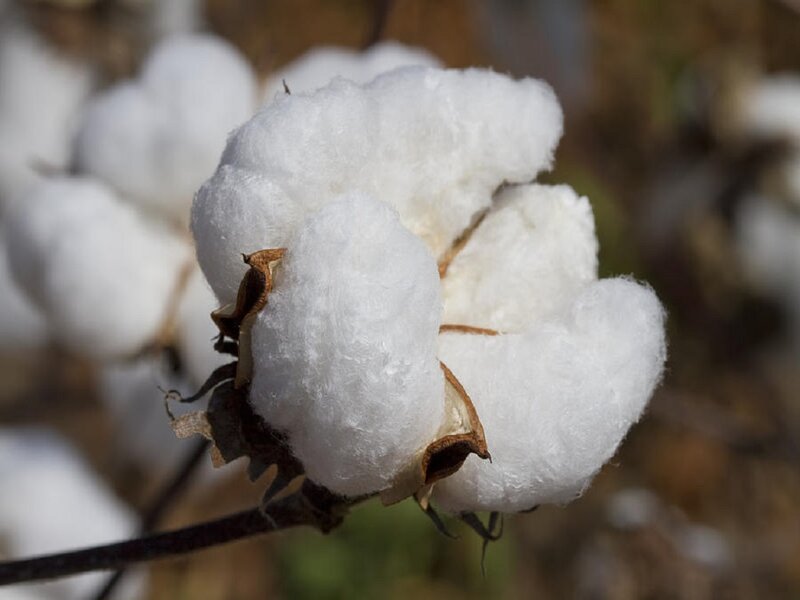 Cotton Boll on Plant