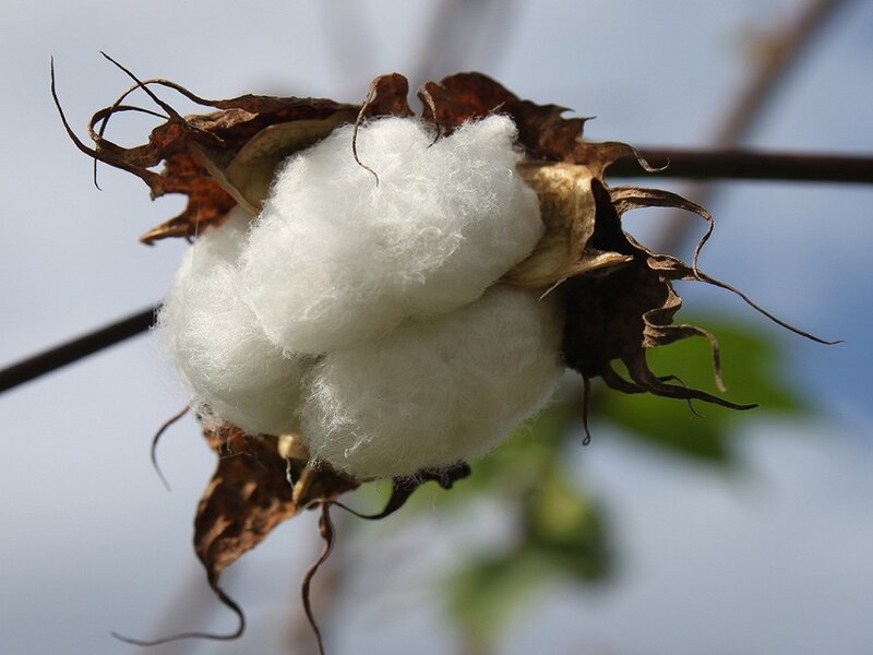 Cotton Boll on Plant — White, Natural