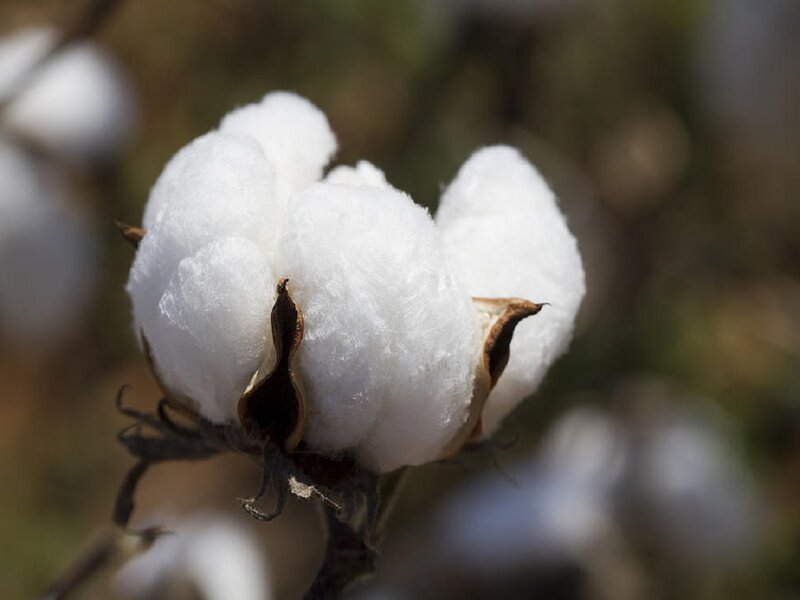 Cotton Boll on Plant — White