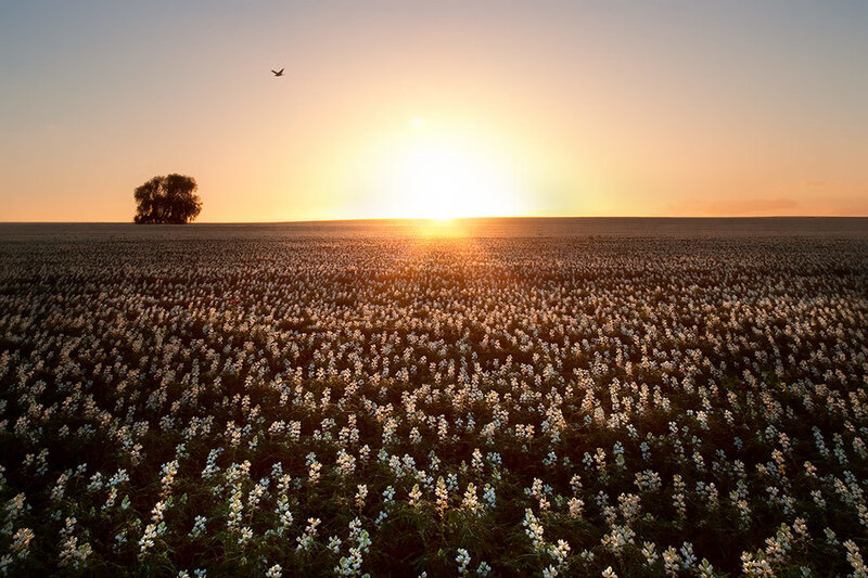 Cotton Field at Sunset