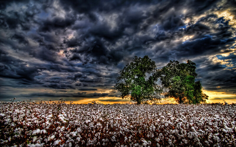 Cotton Field at Sunset — White