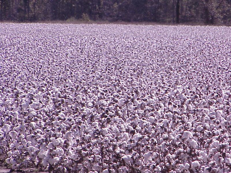 Cotton field in bloom