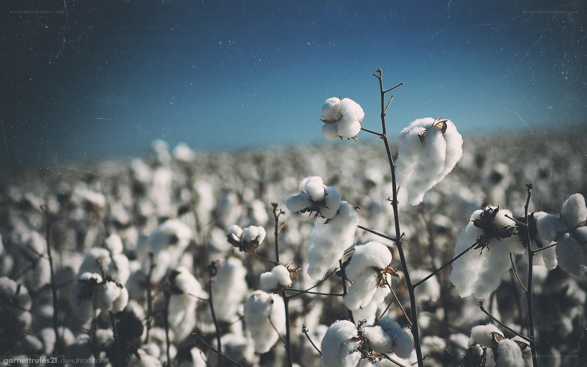 Cotton field under blue sky