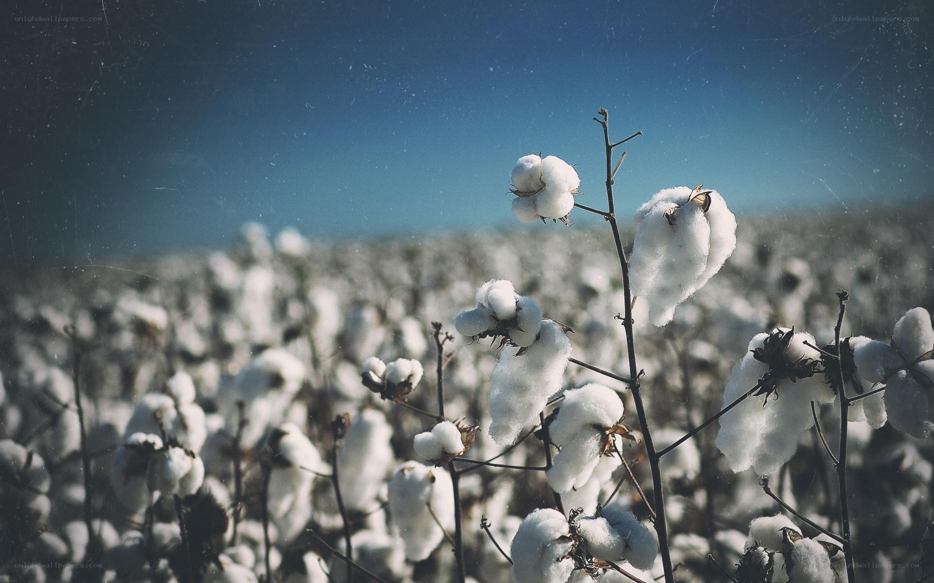 Cotton field under blue sky