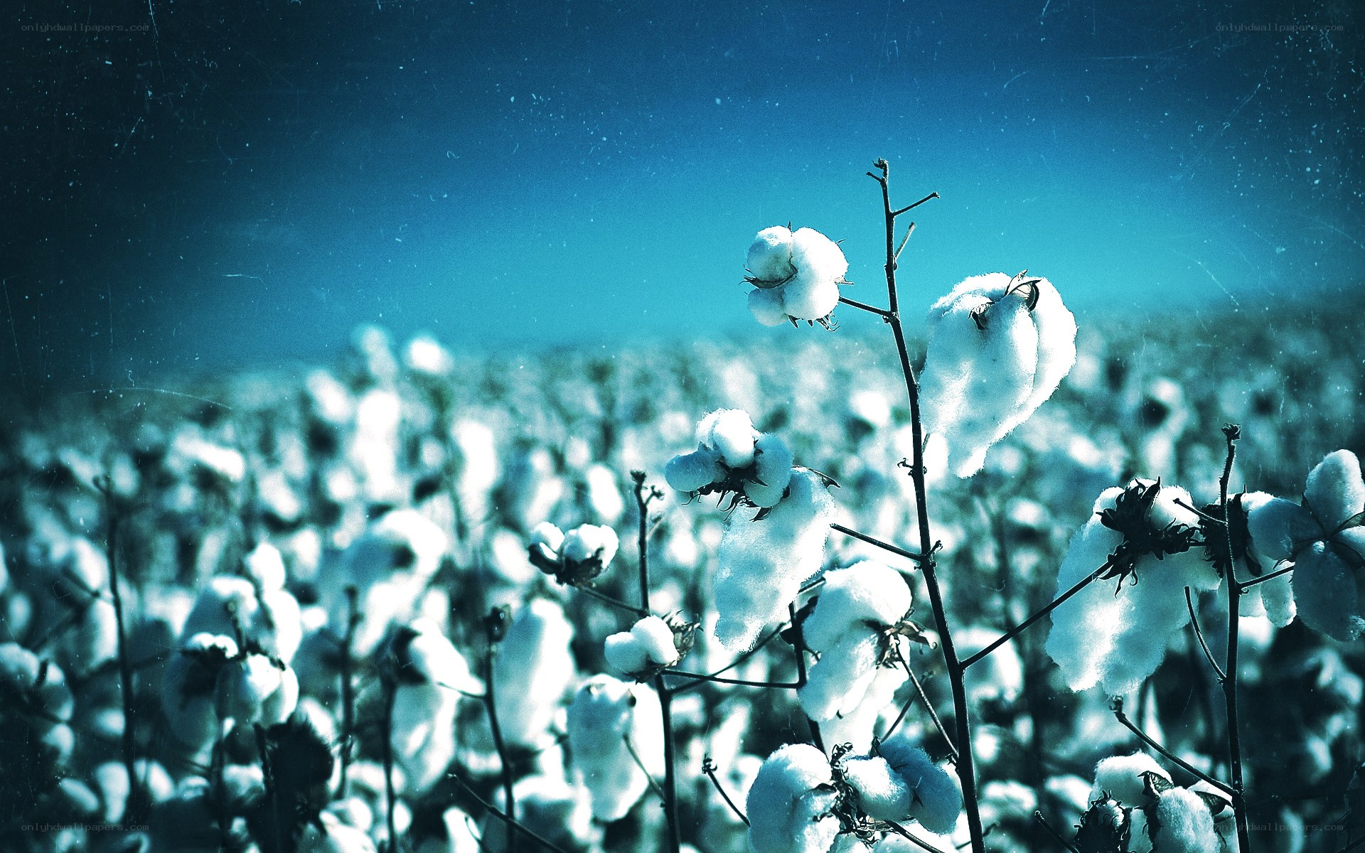 Cotton field under blue sky