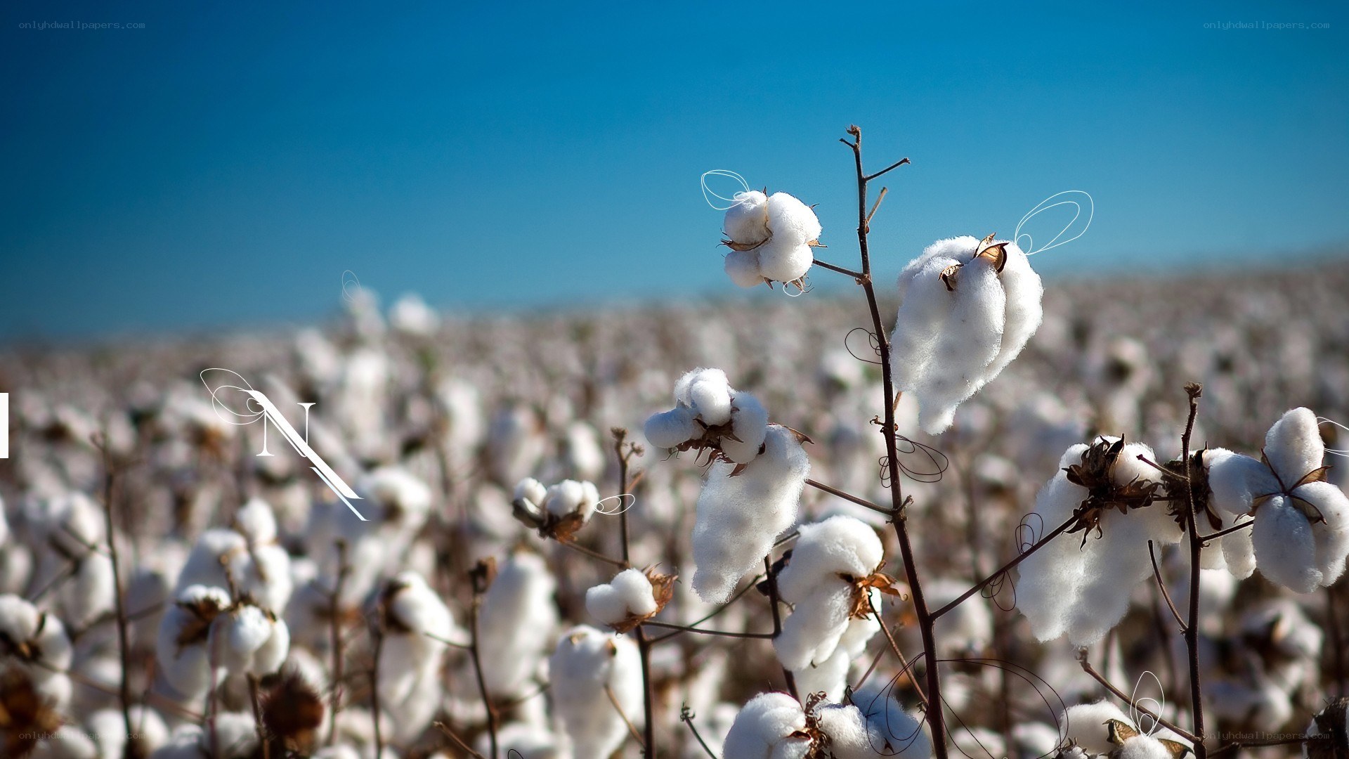 Cotton field under blue sky