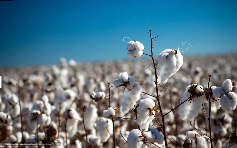Cotton field under blue sky