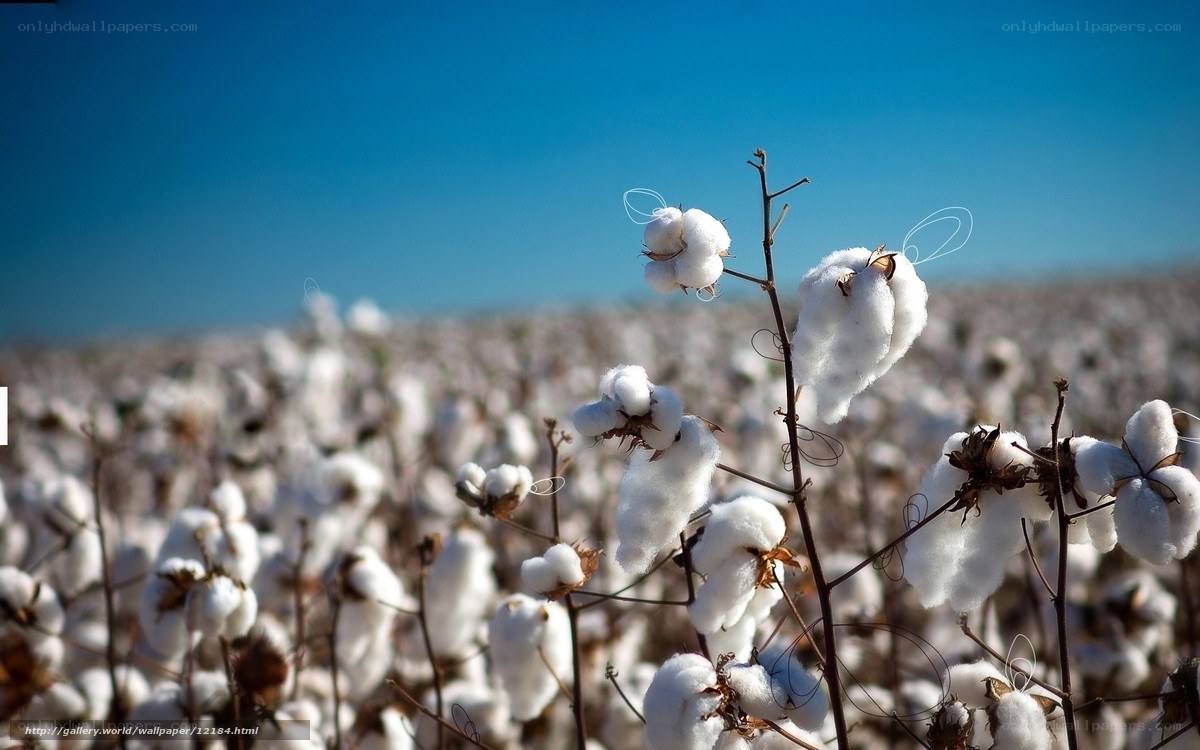 Cotton field under blue sky