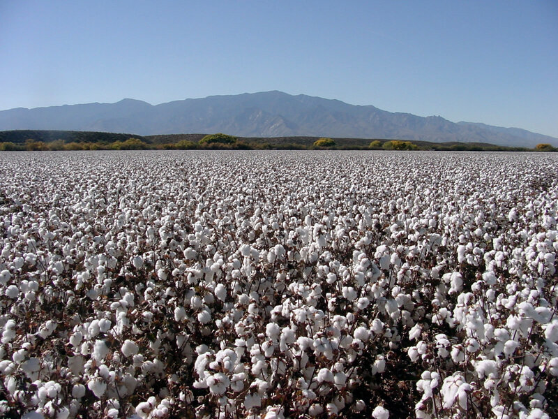 Cotton field with mountains
