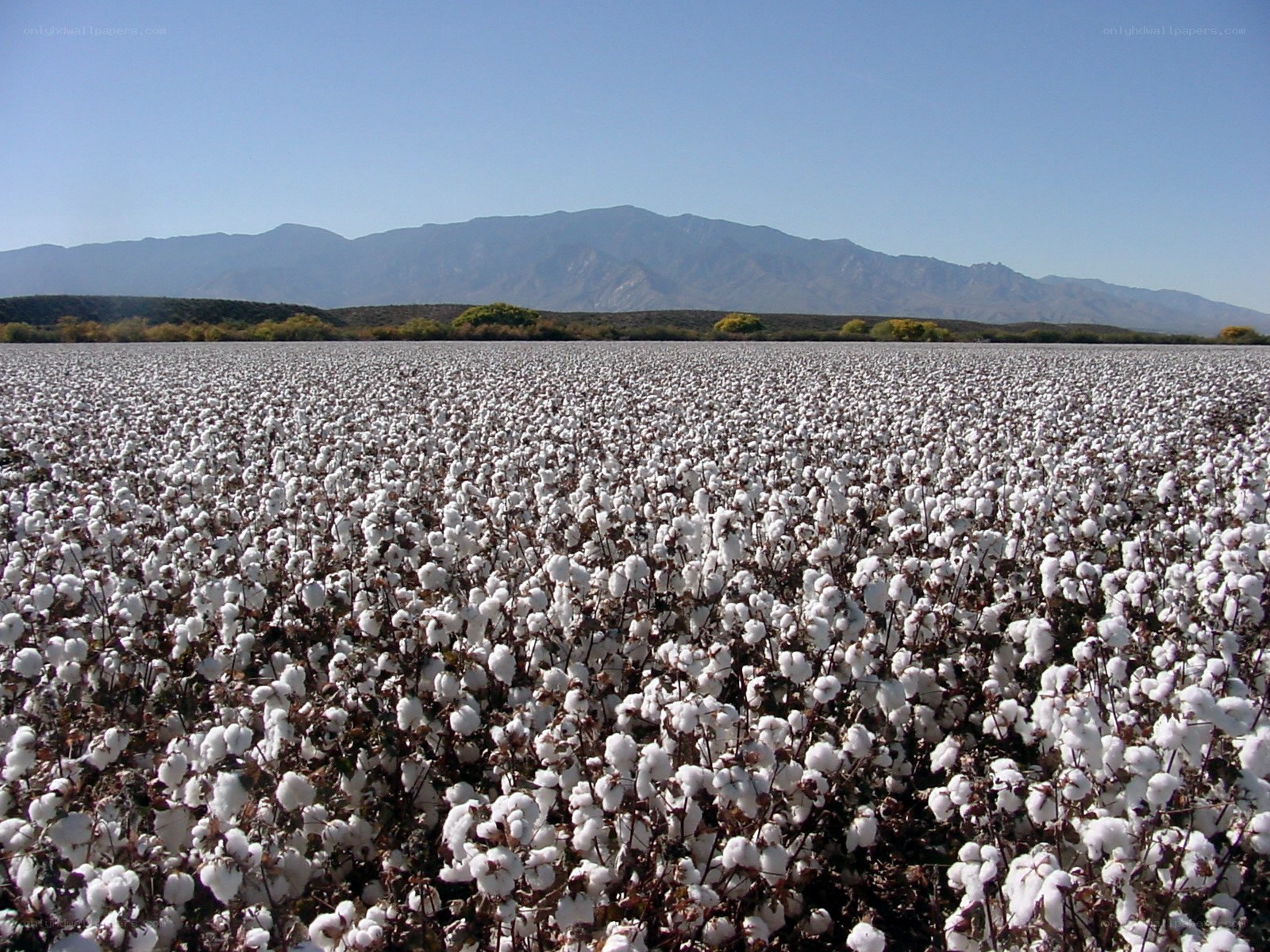 Cotton field with mountains