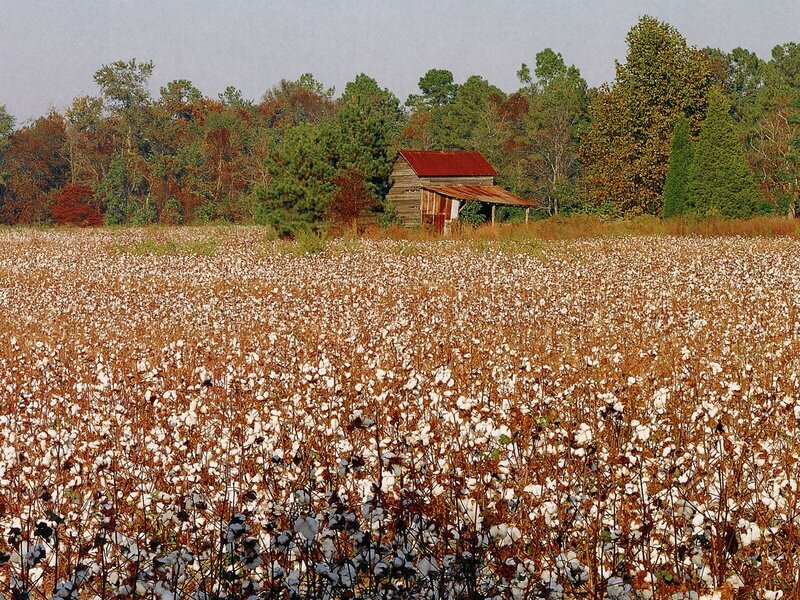 Cotton field with old shed