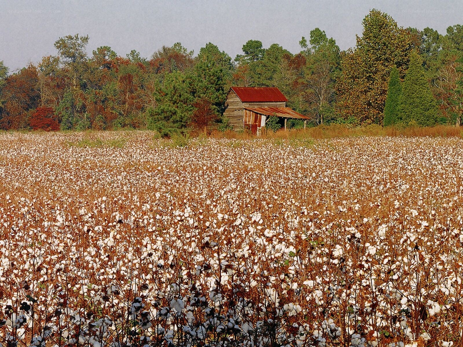 Cotton field with old shed