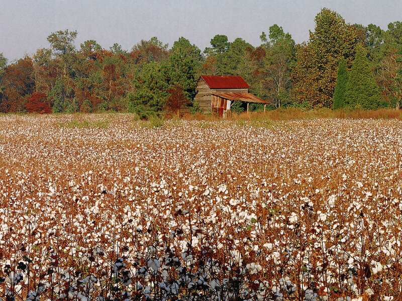 Cotton Field with Shed