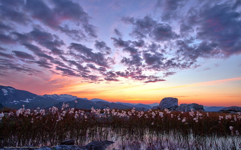 Cotton Grass at Sunset — Purple