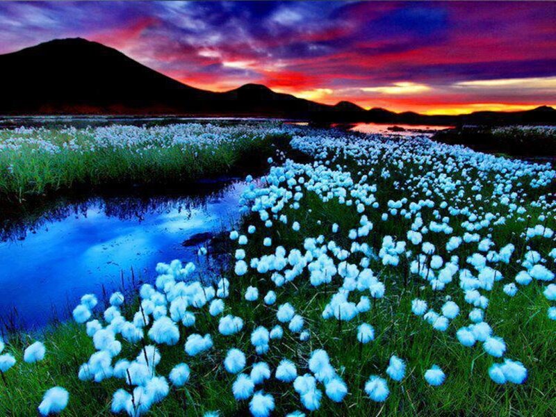 Cotton Grass Field — Blue, Dramatic