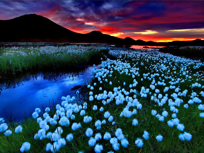 Cotton Grass Field — Blue