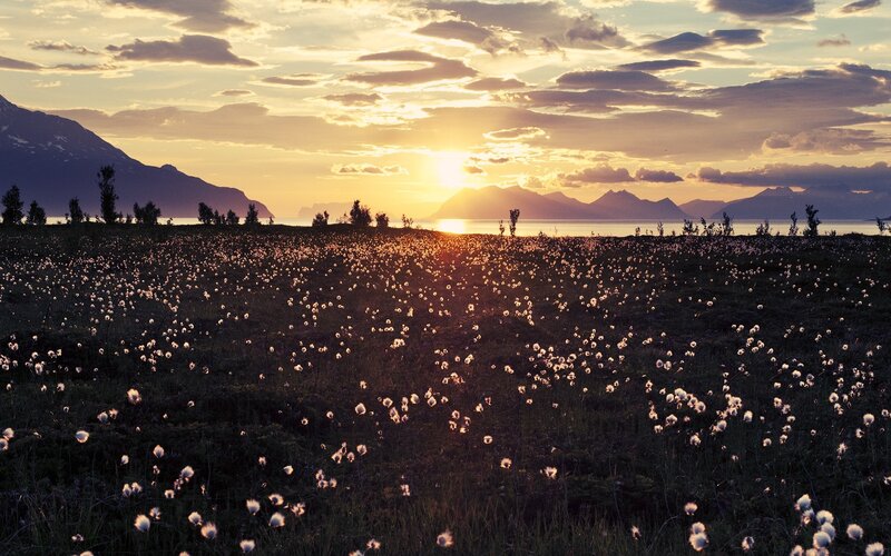 Cotton Grass Field — Gold