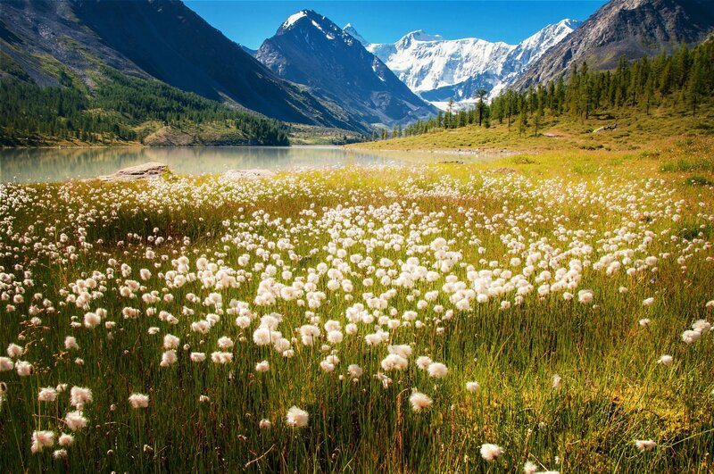 Cotton Grass Field — Green