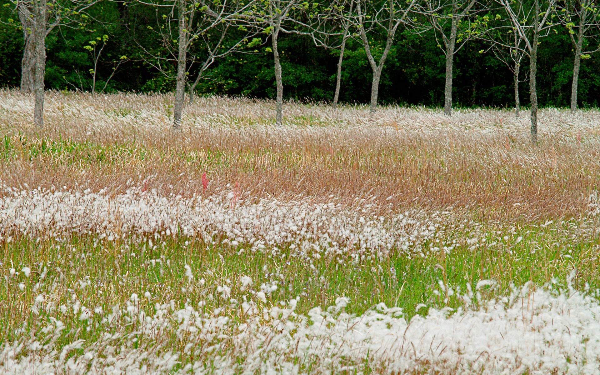 Cotton grass field in autumn