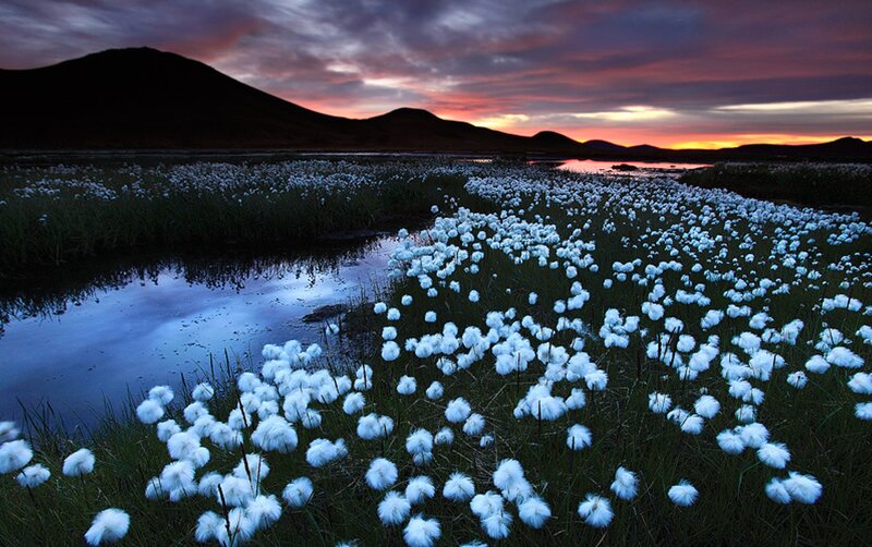 Cotton Grass Field — Purple